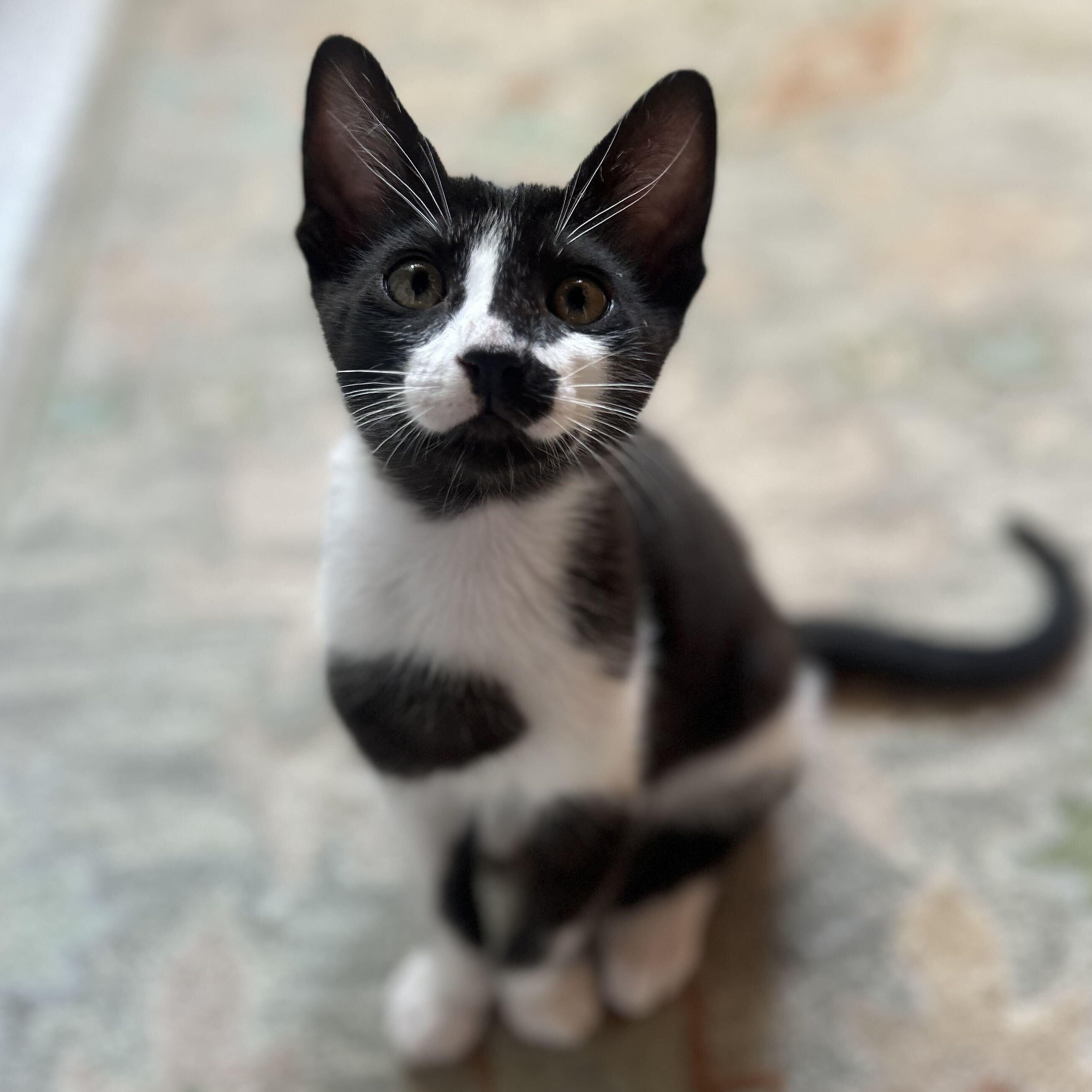 Chip, a ADOPTABLE Domestic Short Hair in Santa Monica, CA image 2/6