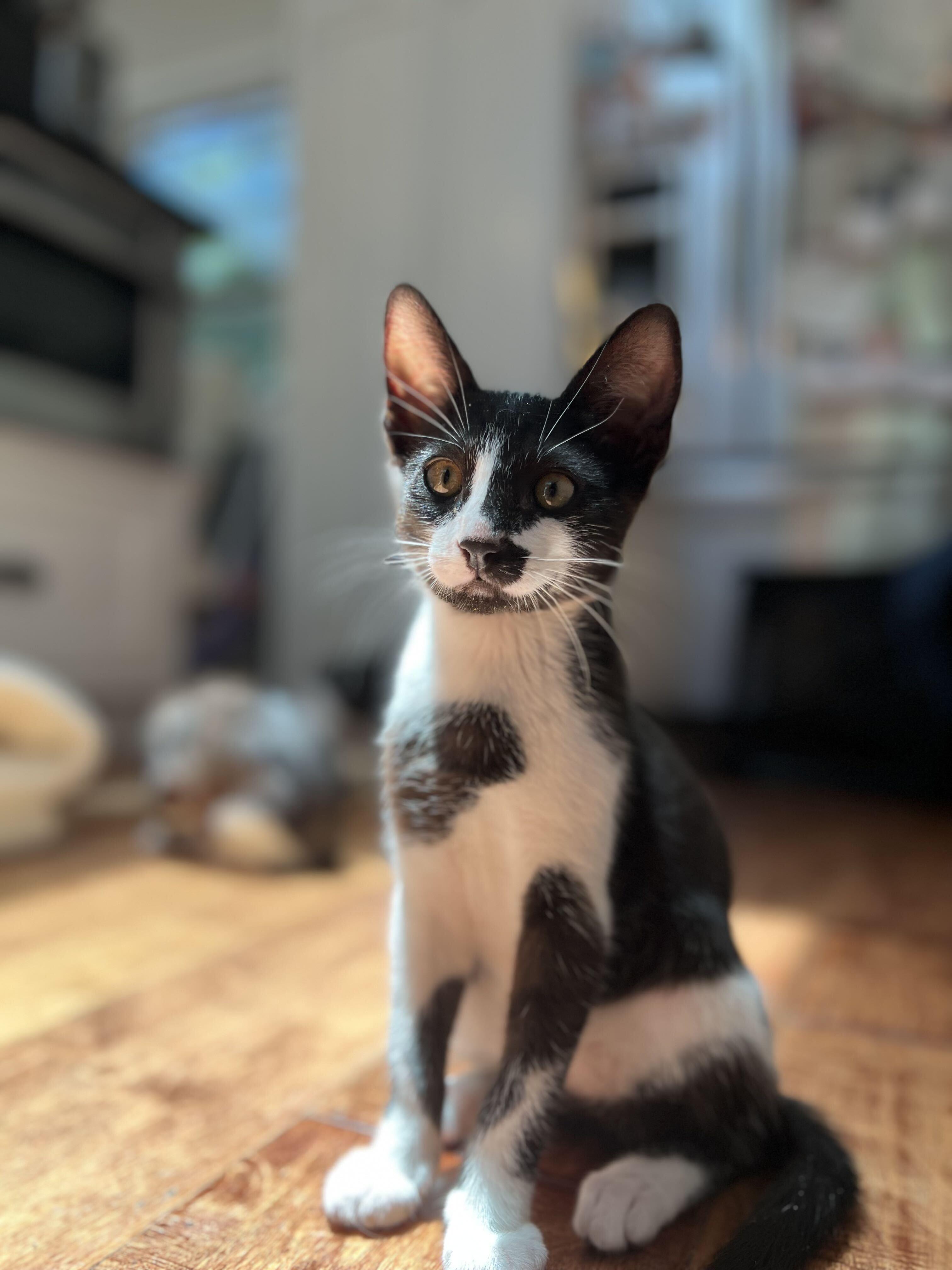 Chip, a ADOPTABLE Domestic Short Hair in Santa Monica, CA image 4/6