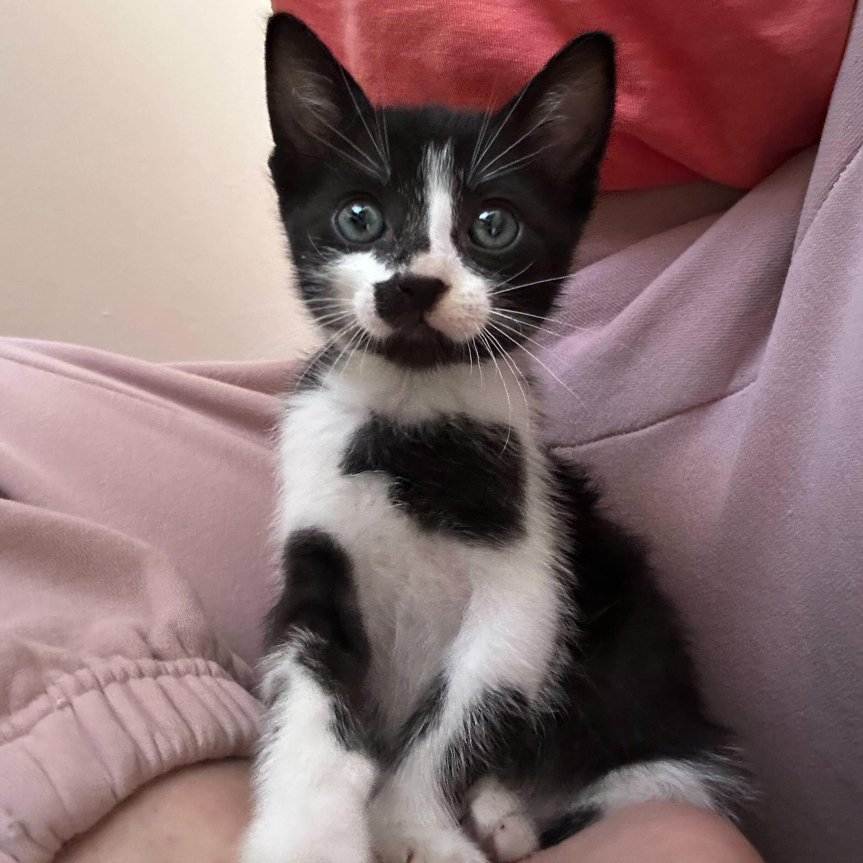 Enlarge Chip, a ADOPTABLE American Shorthair in Santa Monica, CA image 2/6