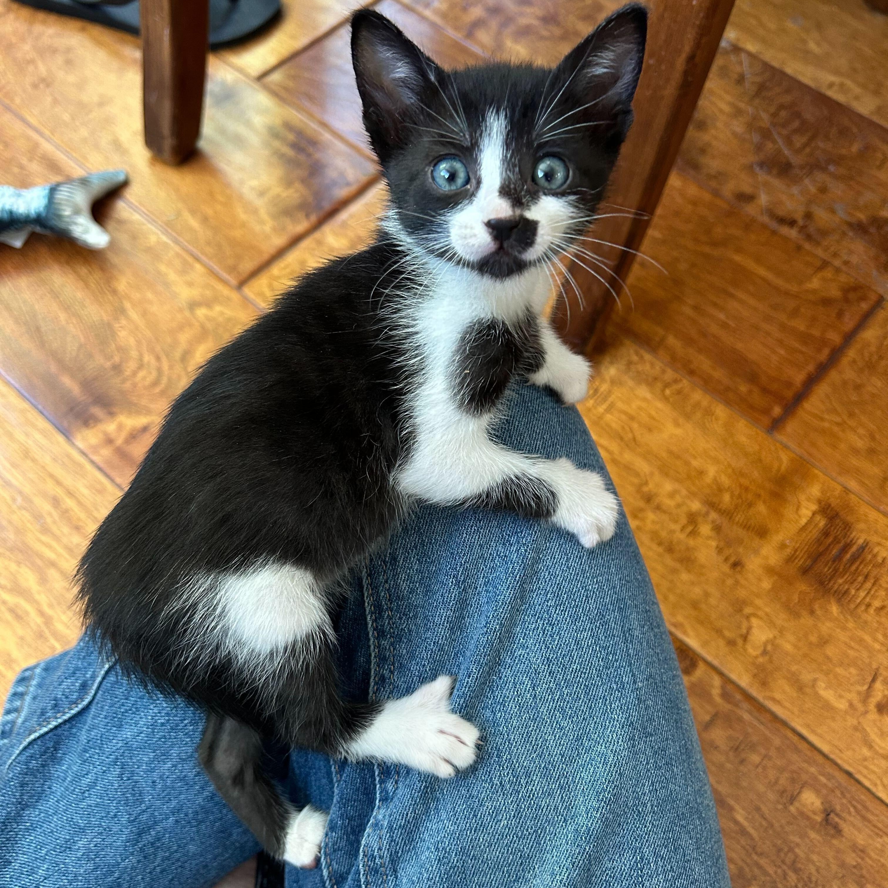 Enlarge Chip, a ADOPTABLE American Shorthair in Santa Monica, CA image 3/6