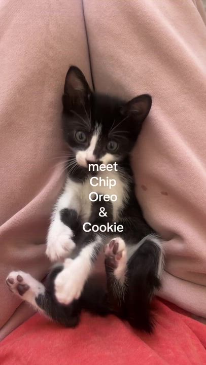 Enlarge Chip, a ADOPTABLE American Shorthair in Santa Monica, CA video 6/6