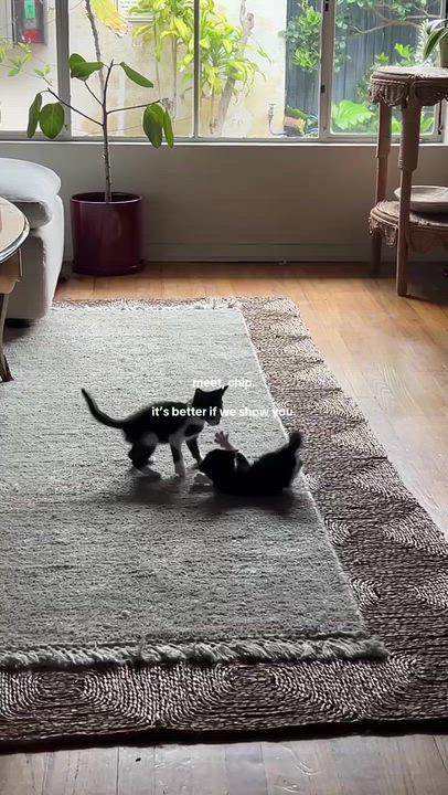 Enlarge Chip, a ADOPTABLE American Shorthair in Santa Monica, CA video 5/6