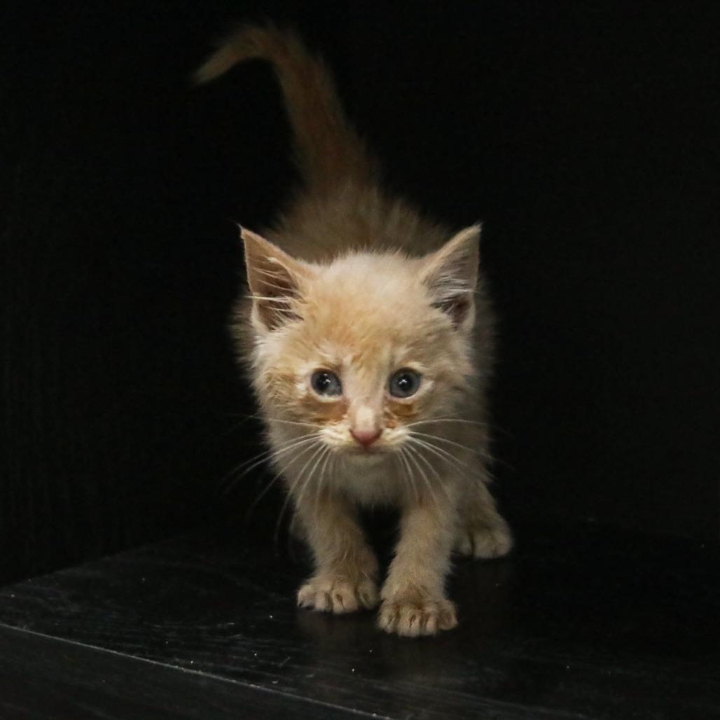 Curry, Adoptable, Kitten Male Domestic Short Hair & Domestic Short Hair.