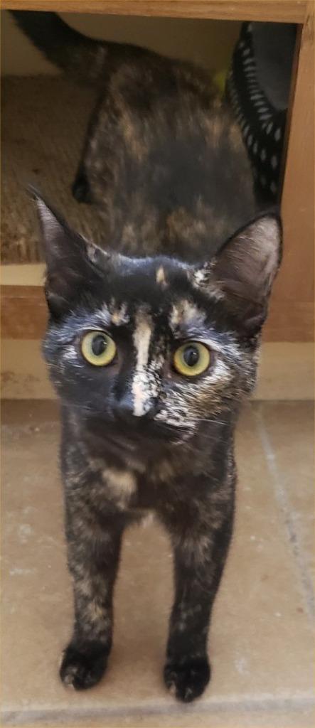 Enlarge Solitude, a Adoptable Domestic Short Hair in San Antonio, TX image 1/3