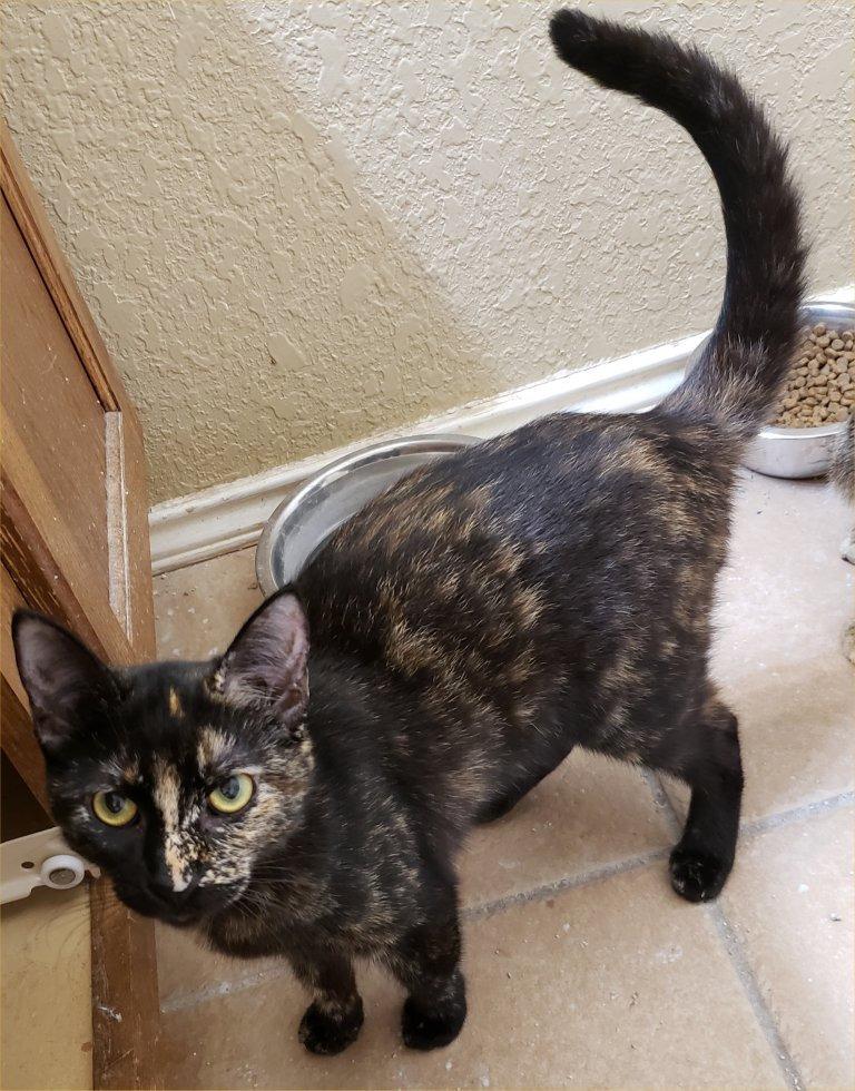 Solitude, a Adoptable Domestic Short Hair in San Antonio, TX image 3/3