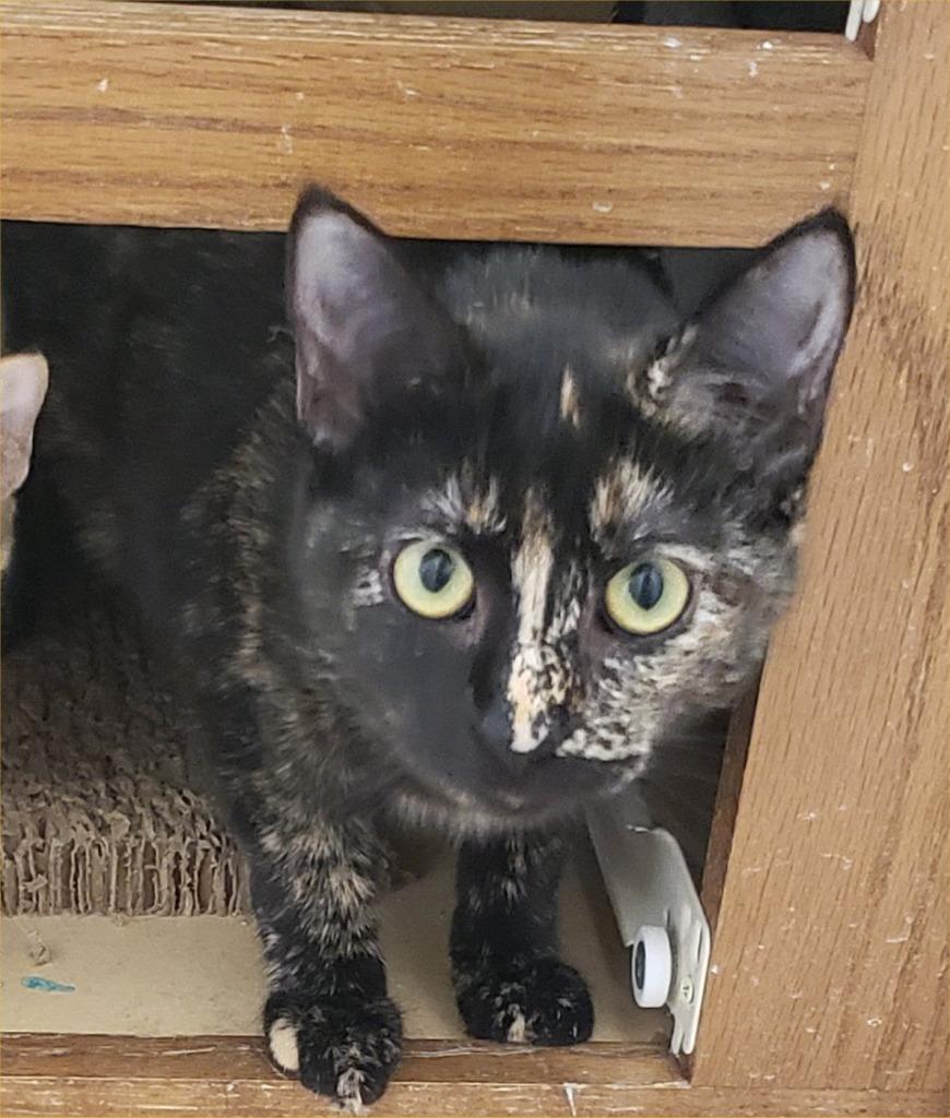 Solitude, a Adoptable Domestic Short Hair in San Antonio, TX image 2/3