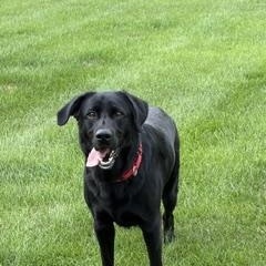 Enlarge Banjo, a ADOPTABLE Black Labrador Retriever in Indianapolis, IN image 2/2