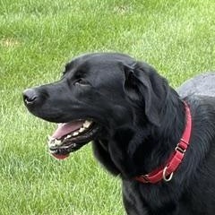 Banjo, ADOPTABLE, Adult Male Black Labrador Retriever.