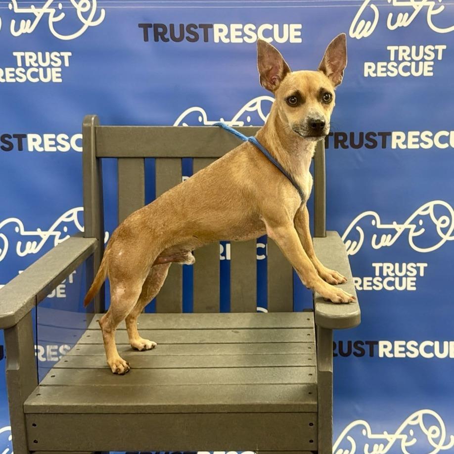 LINDSOR, Adoptable, Adult Male Terrier & Mixed Breed.