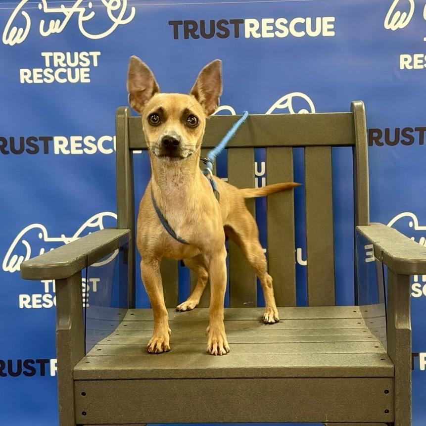 Enlarge LINDSOR, a Adoptable mixed breed in Berlin, NJ image 2/5