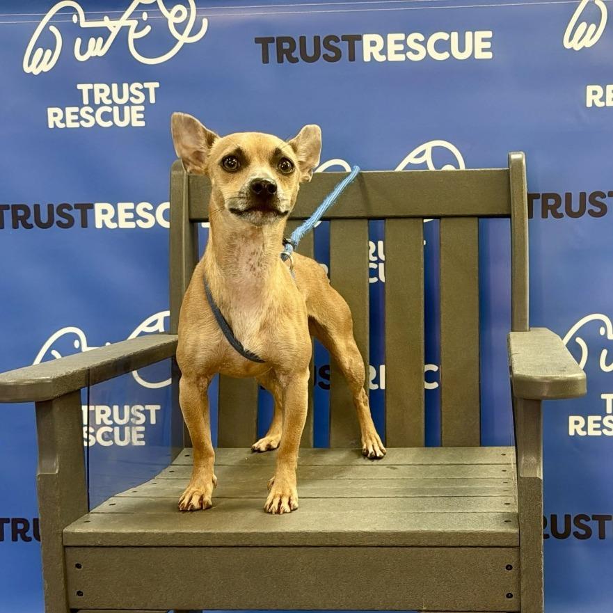 Enlarge LINDSOR, a Adoptable mixed breed in Berlin, NJ image 3/5