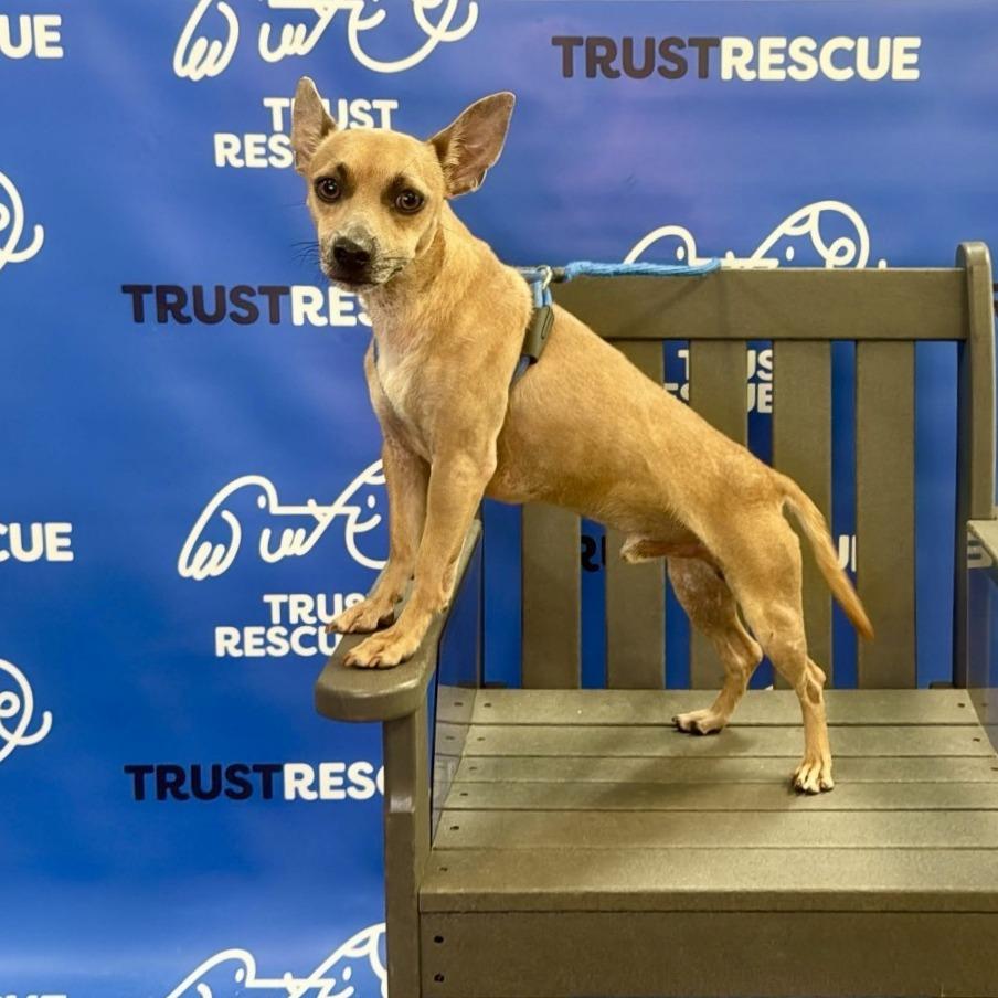 Enlarge LINDSOR, a Adoptable mixed breed in Berlin, NJ image 4/5