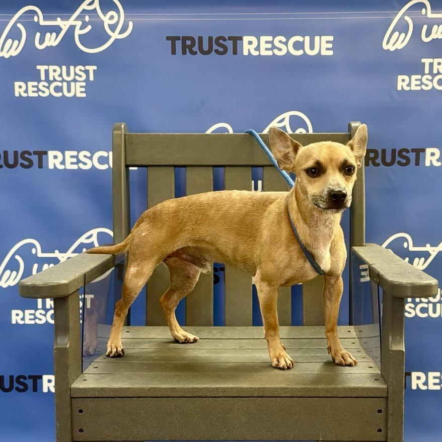 Enlarge LINDSOR, a Adoptable mixed breed in Berlin, NJ image 5/5