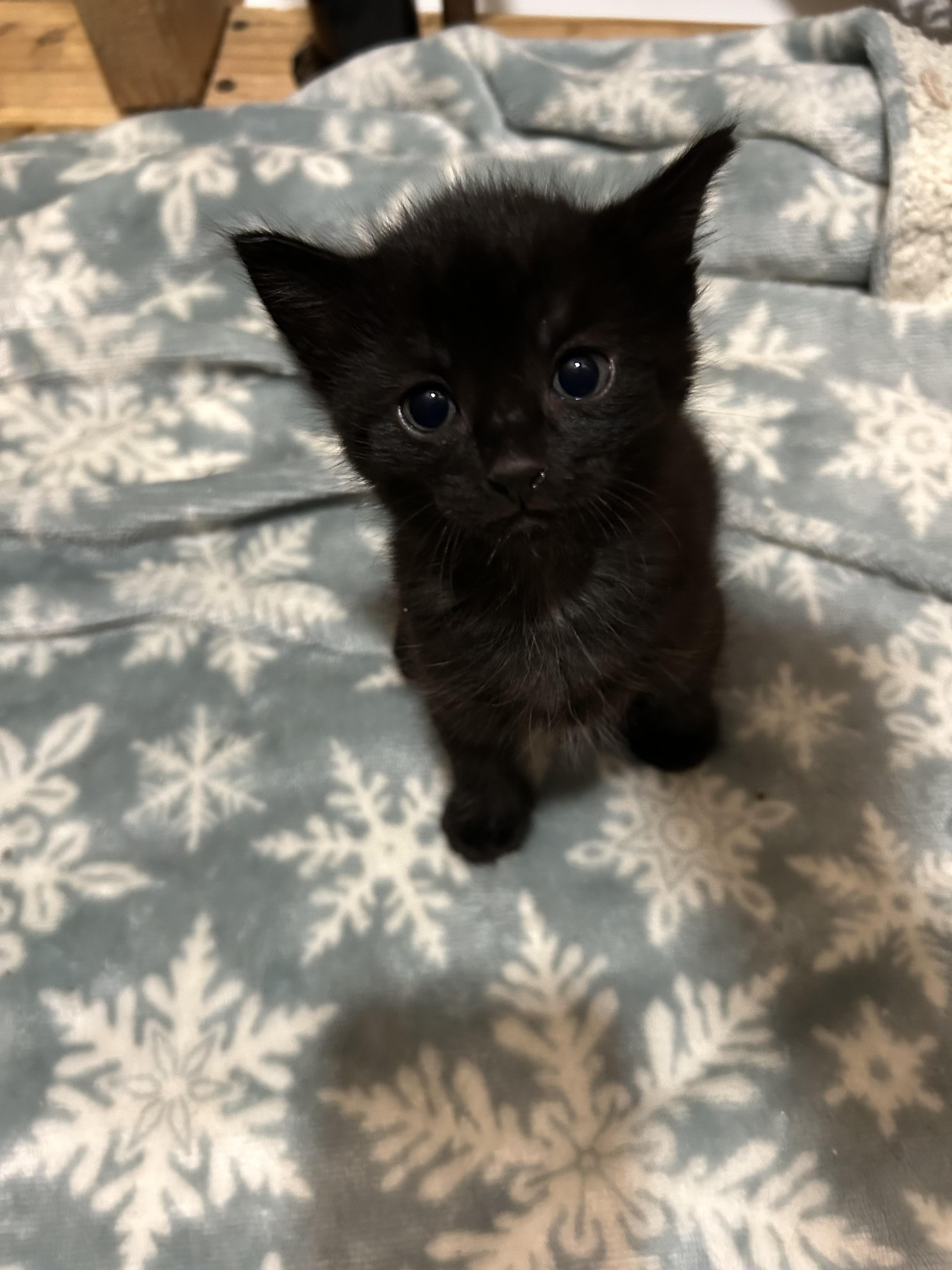 Pugsley, a Adoptable Domestic Short Hair in Columbia, MO image 1/2