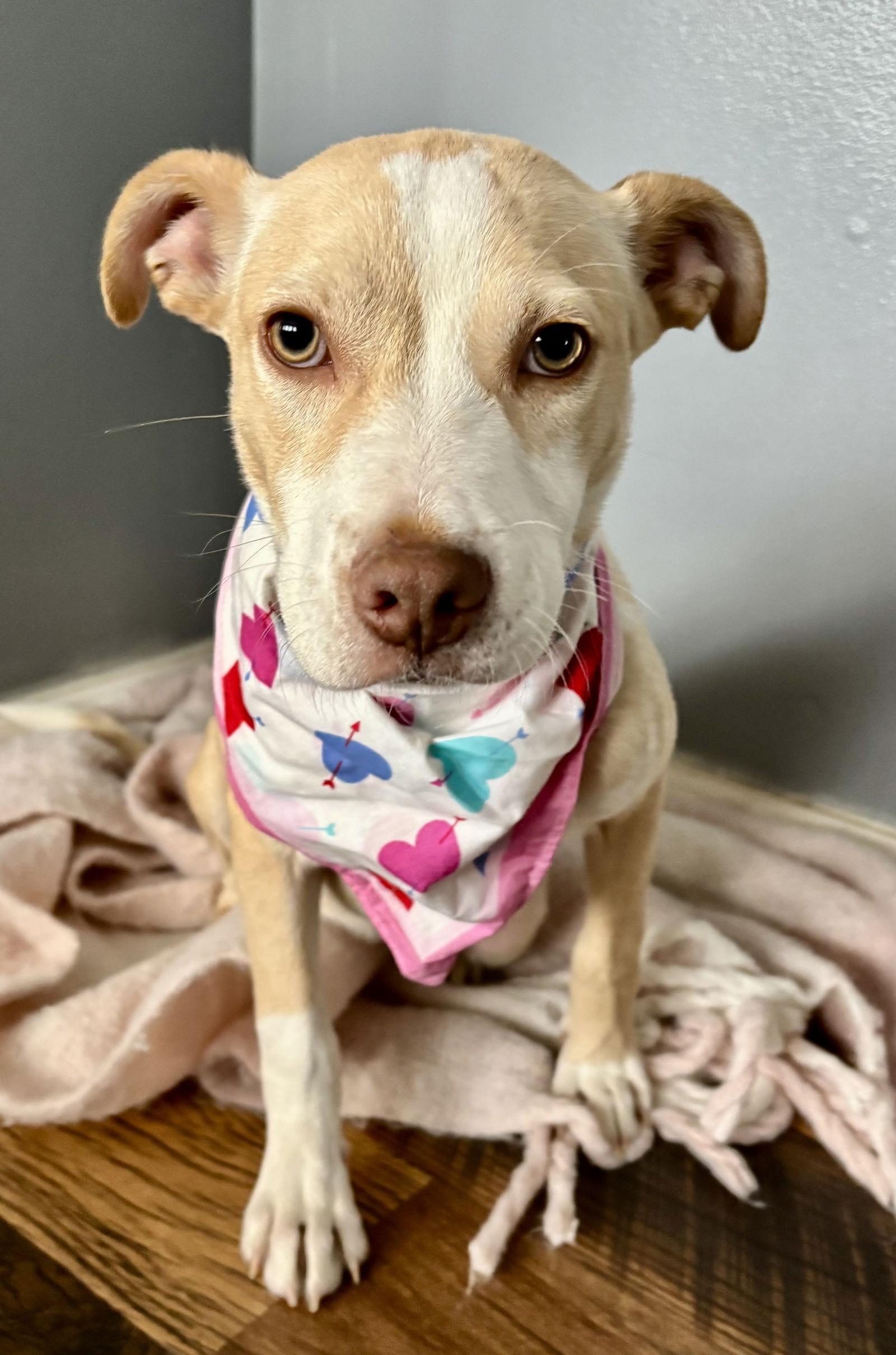 Penelope, a Adoptable Pit Bull Terrier in Barnhart, MO image 1/3