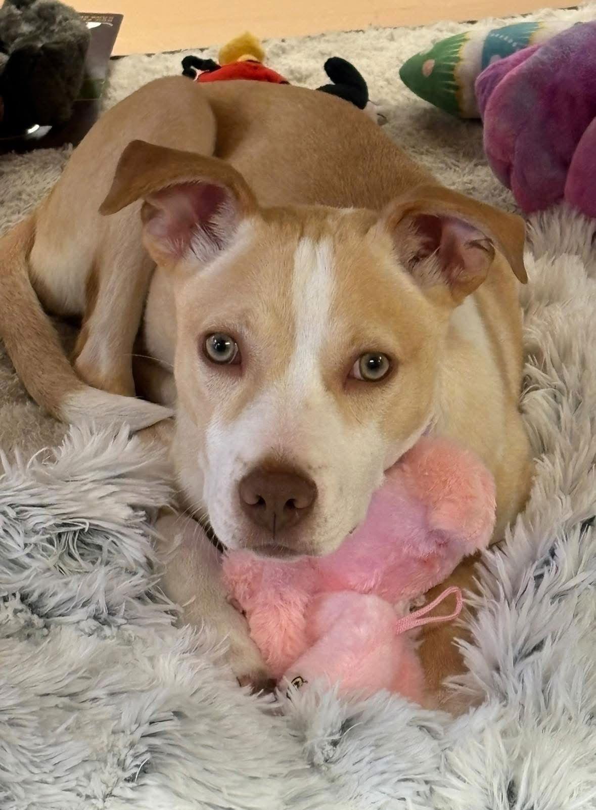 Enlarge Penelope, a Adoptable Carolina Dog in Barnhart, MO image 1/3