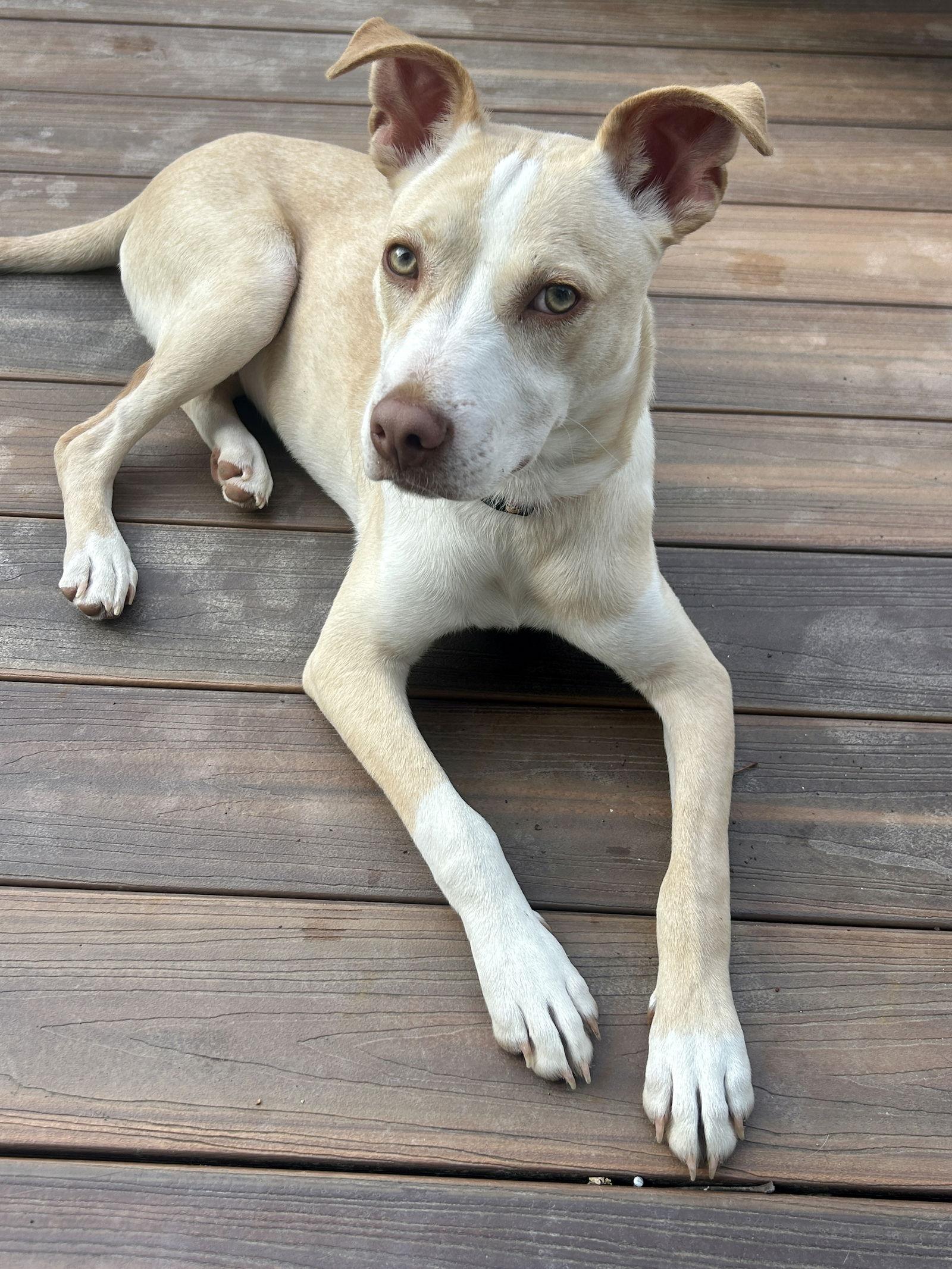 Penelope, Adoptable, Young Female Carolina Dog & Terrier.