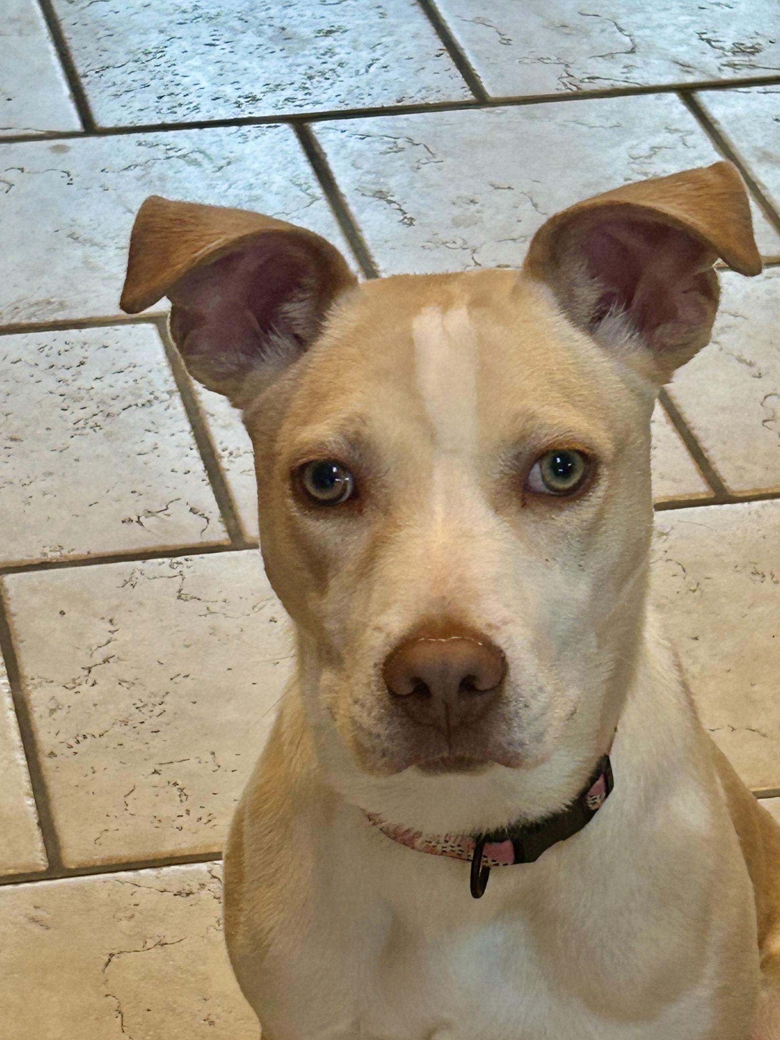 Enlarge Penelope, a Adoptable Carolina Dog in Barnhart, MO image 3/3