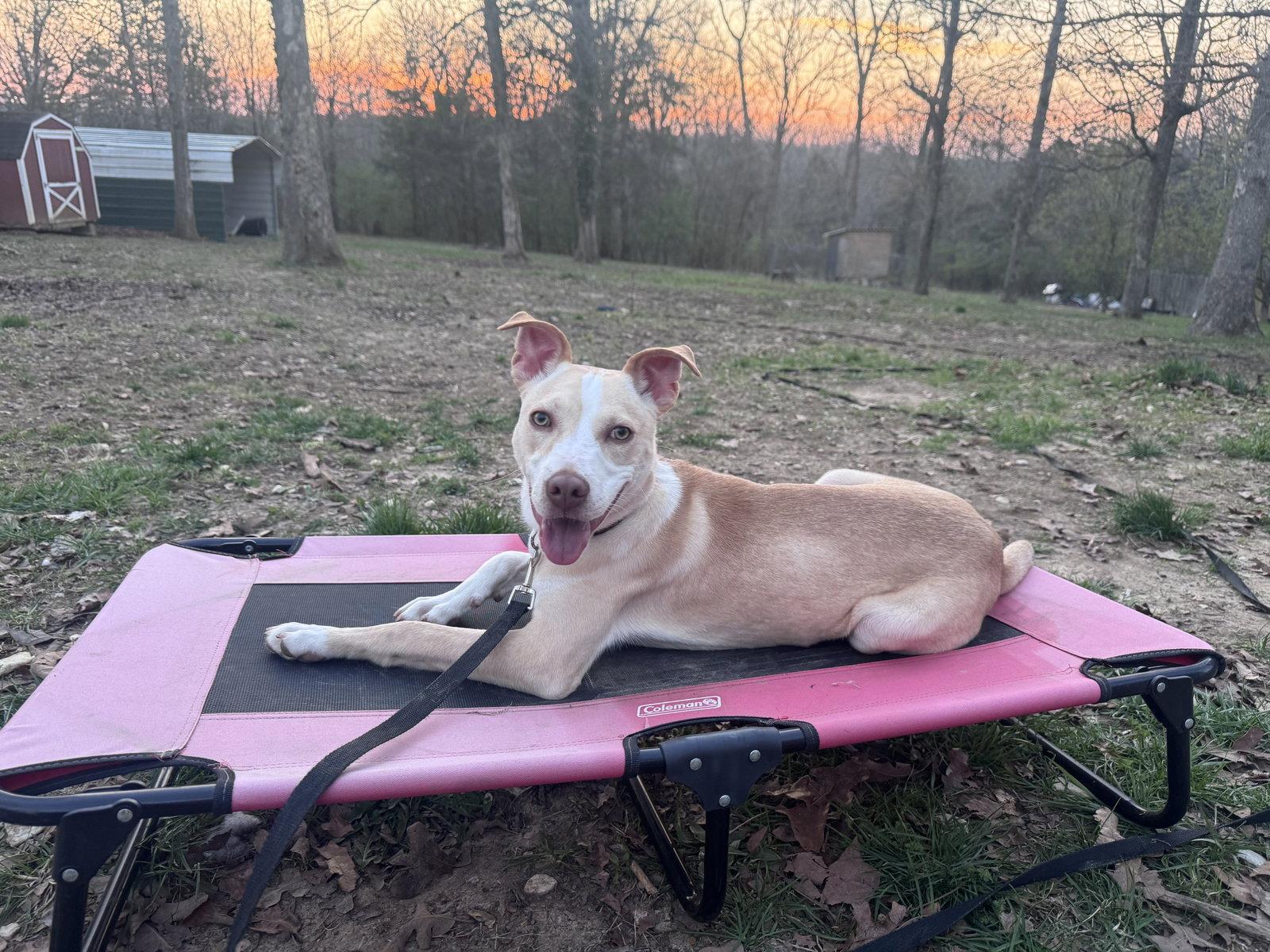 Enlarge Penelope, a Adoptable mixed breed in Barnhart, MO image 2/3