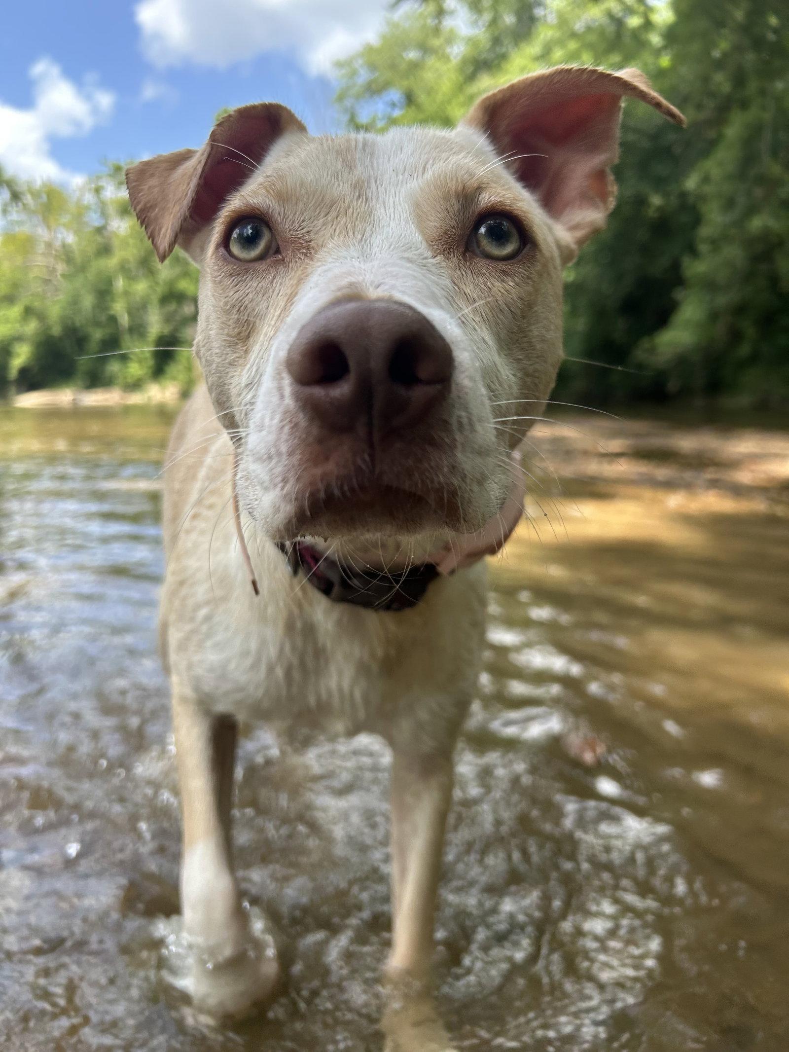 Penelope, a Adoptable mixed breed in Barnhart, MO image 2/3