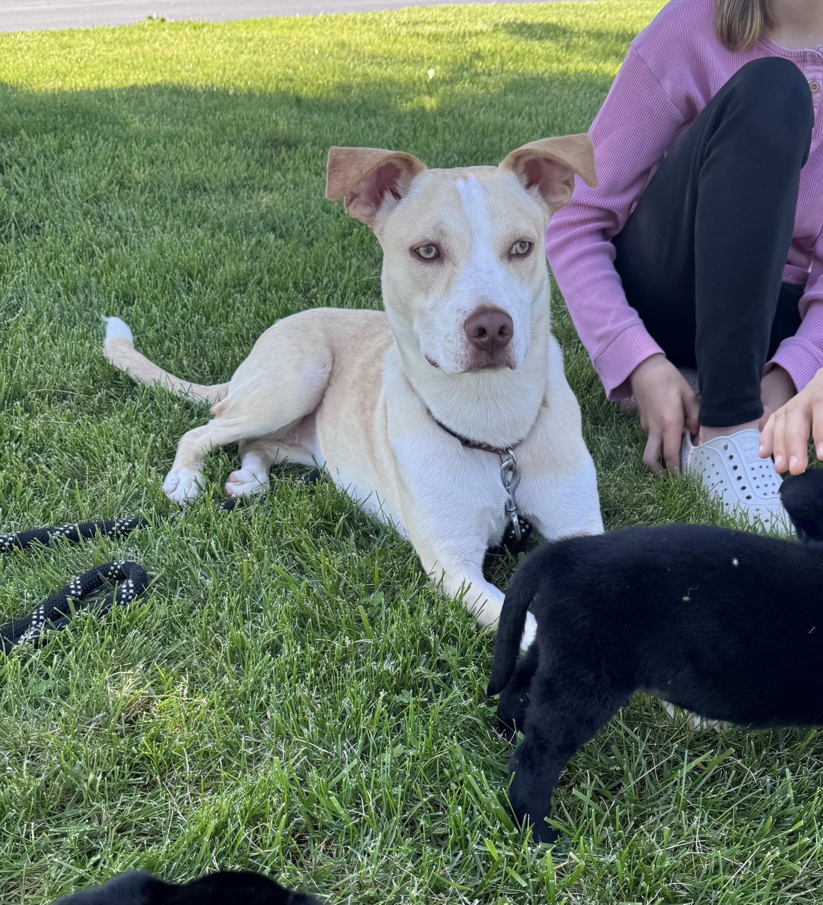 Penelope, a Adoptable mixed breed in Barnhart, MO image 2/3