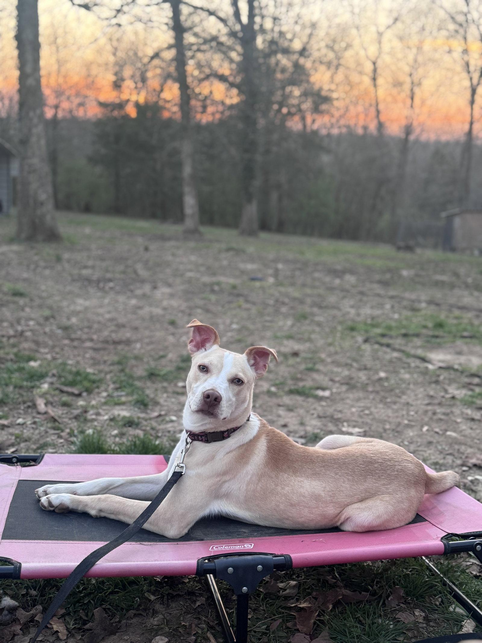 Enlarge Penelope, a Adoptable mixed breed in Barnhart, MO image 3/3