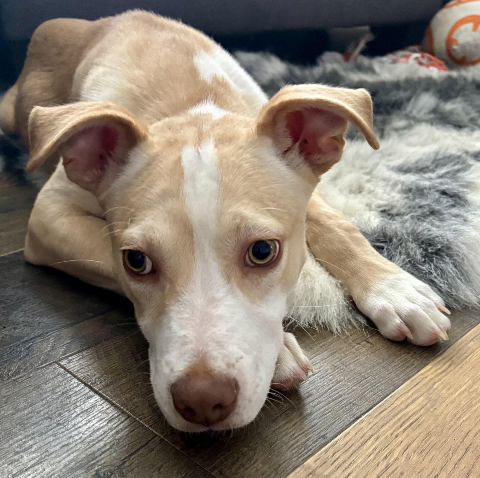 Penelope, a Adoptable Pit Bull Terrier in Barnhart, MO image 3/3