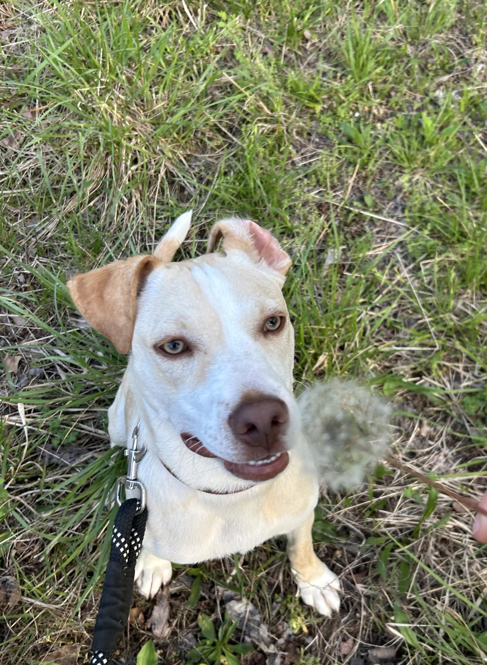 Penelope, a Adoptable mixed breed in Barnhart, MO image 3/3