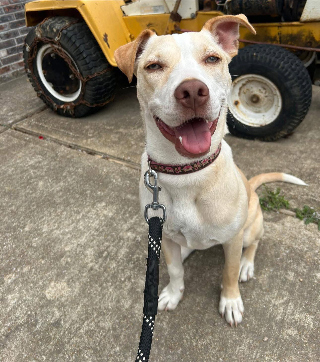 Penelope, a Adoptable mixed breed in Barnhart, MO image 3/3