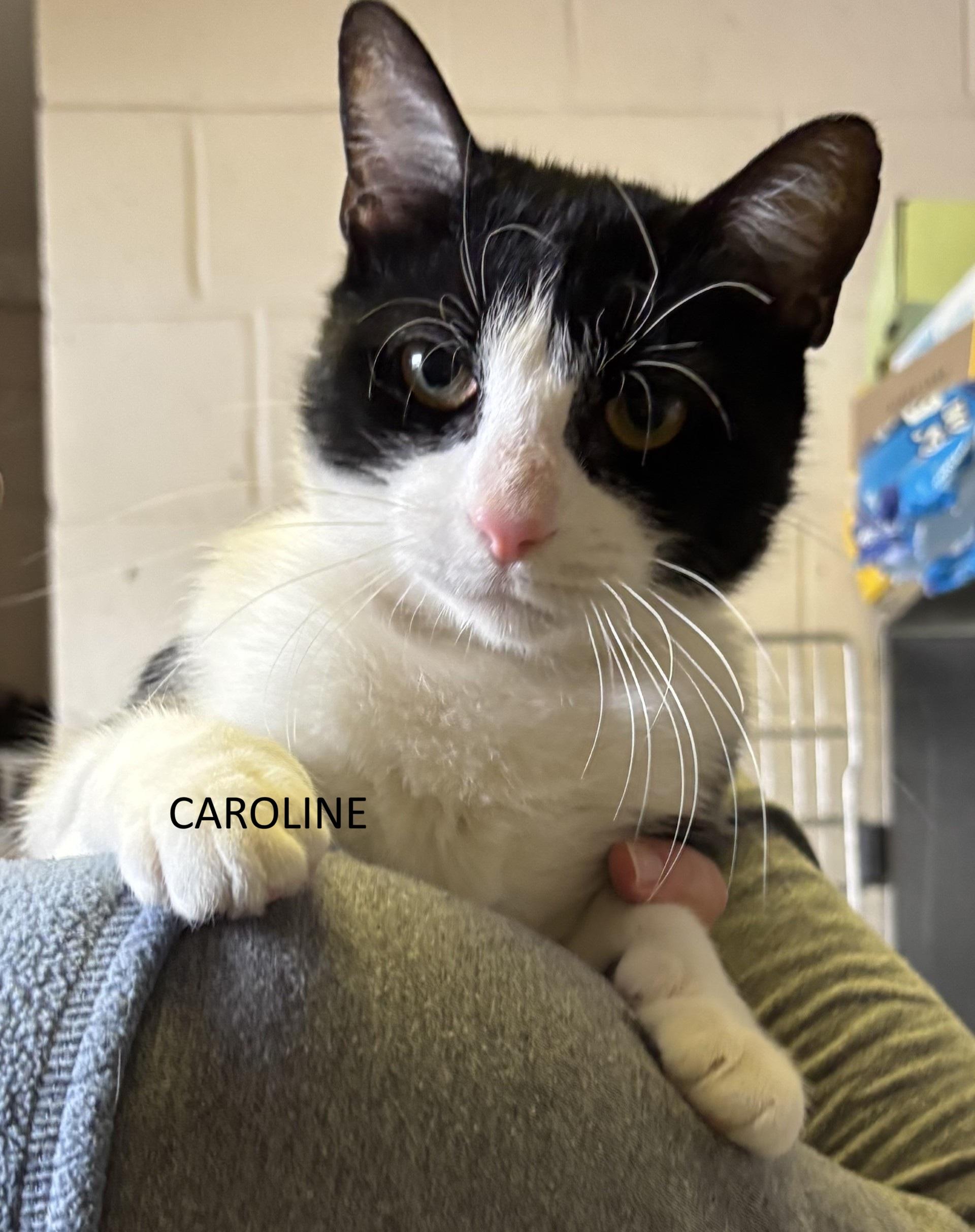 Enlarge Caroline, an adopted Domestic Short Hair in Vernon, NJ image 1/1