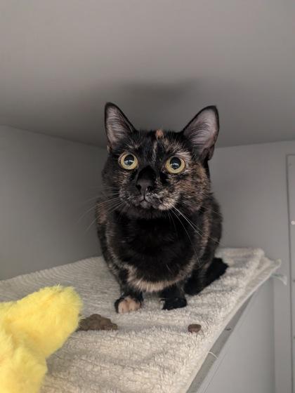 Dahlia, Adoptable, Adult Female Domestic Short Hair & Domestic Short Hair.