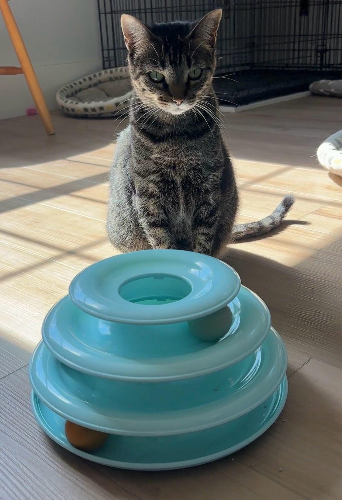 Enlarge Tootsie, a Adoptable American Shorthair in Wilmington, NC image 2/5