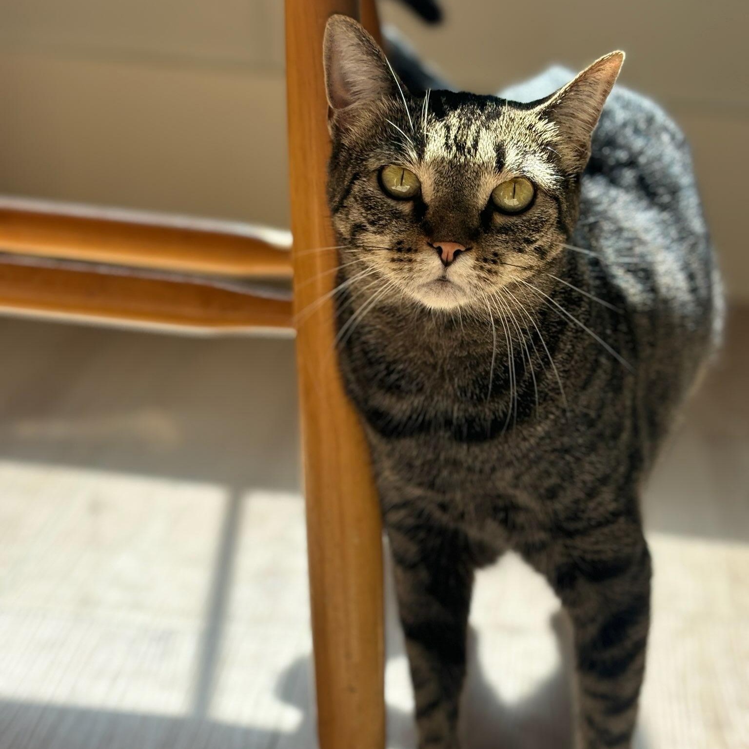 Enlarge Tootsie, a Adoptable American Shorthair in Wilmington, NC image 1/5