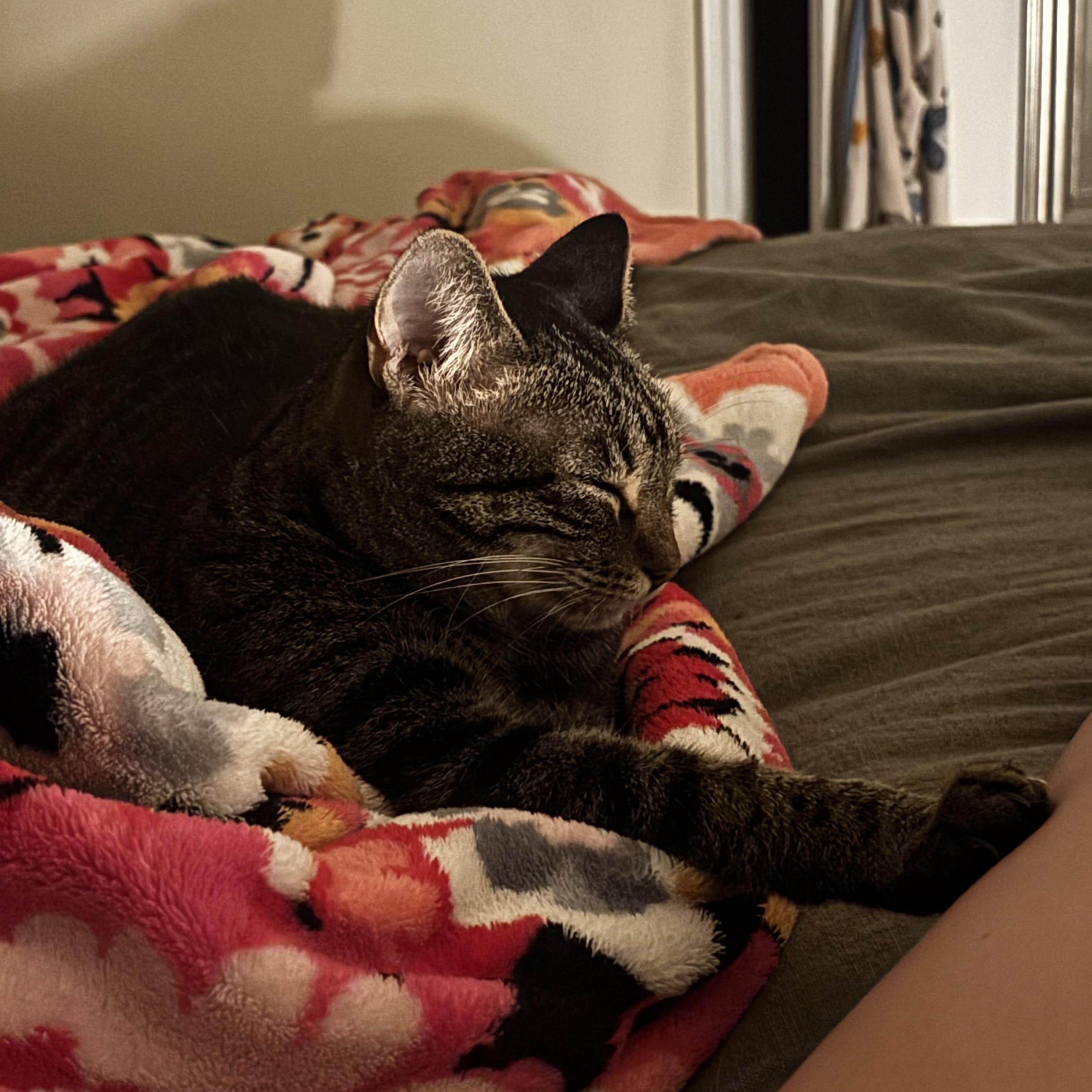 Enlarge Tootsie, a Adoptable American Shorthair in Wilmington, NC image 3/5