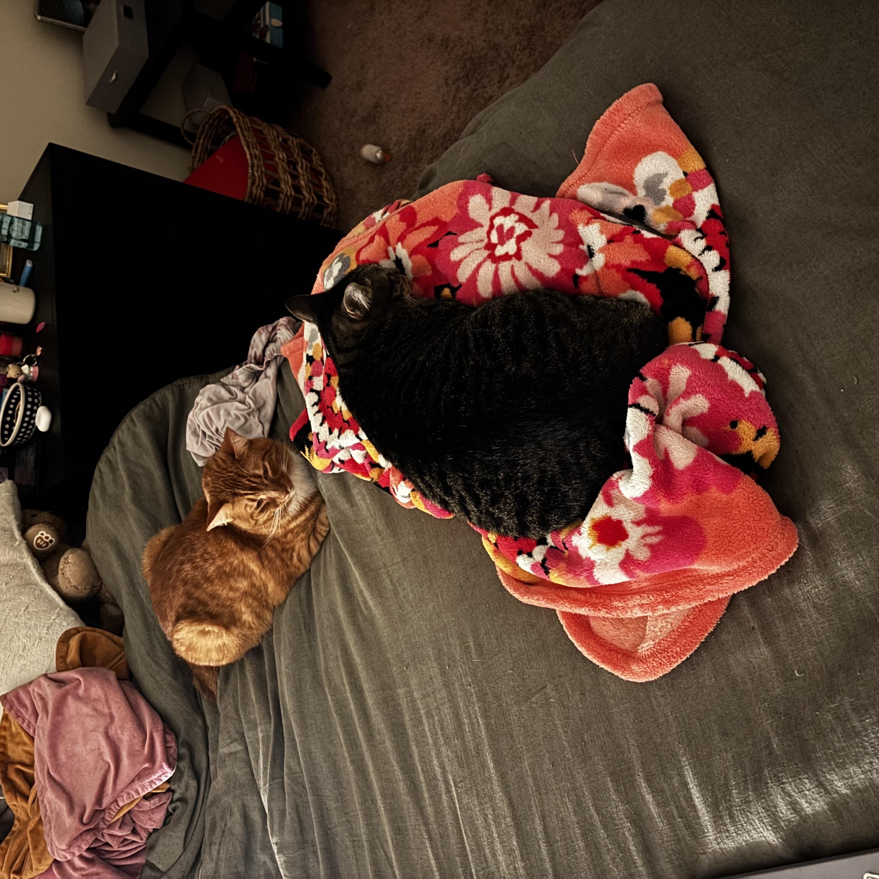 Enlarge Tootsie, a Adoptable American Shorthair in Wilmington, NC image 4/5