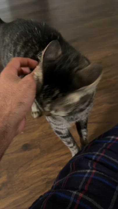 Enlarge Tootsie, a Adoptable American Shorthair in Wilmington, NC video 5/5