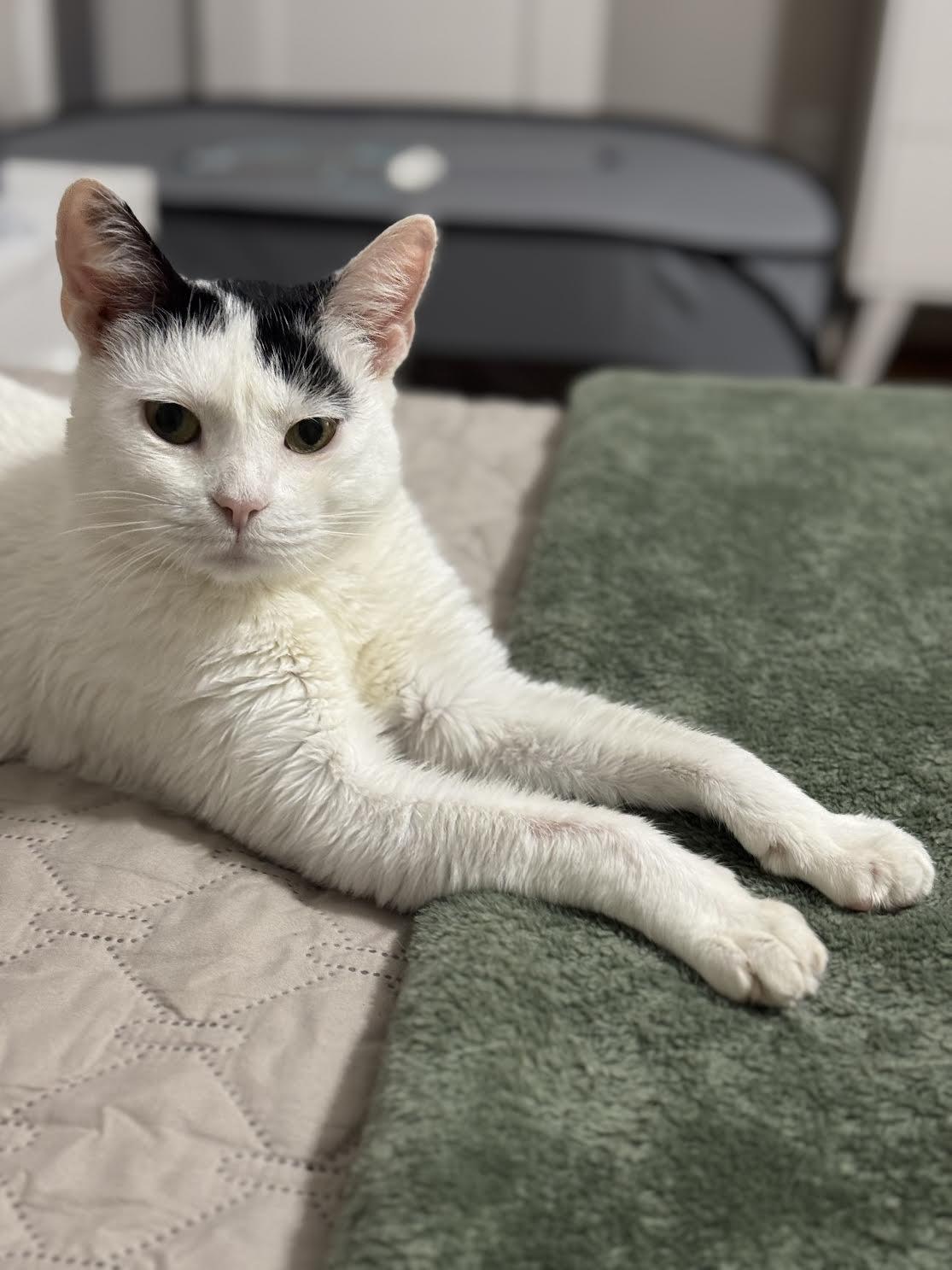 Tequila, Adoptable, Young Female Domestic Short Hair.