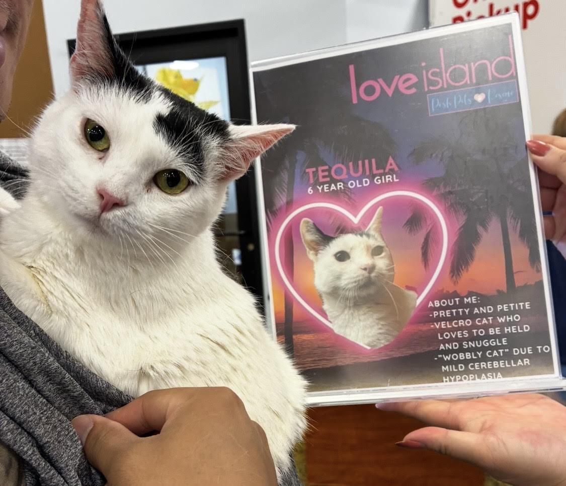 Enlarge Tequila, a Adoptable Domestic Short Hair in Greenburgh, NY image 1/6