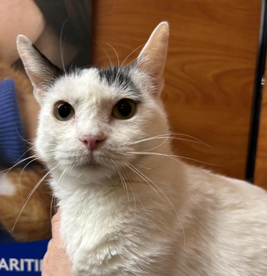 Tequila, a Adoptable Domestic Short Hair in Greenburgh, NY image 3/6