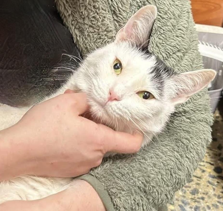 Tequila, a Adoptable Domestic Short Hair in Greenburgh, NY image 4/6