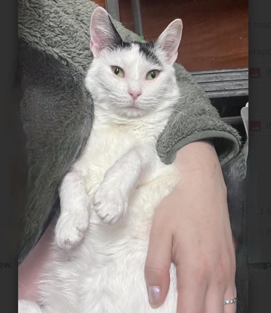 Tequila, a Adoptable Domestic Short Hair in Greenburgh, NY image 5/6