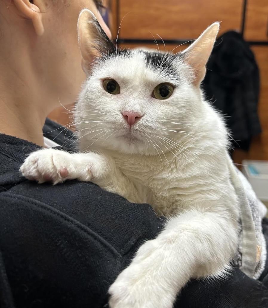 Tequila, a Adoptable Domestic Short Hair in Greenburgh, NY image 2/6