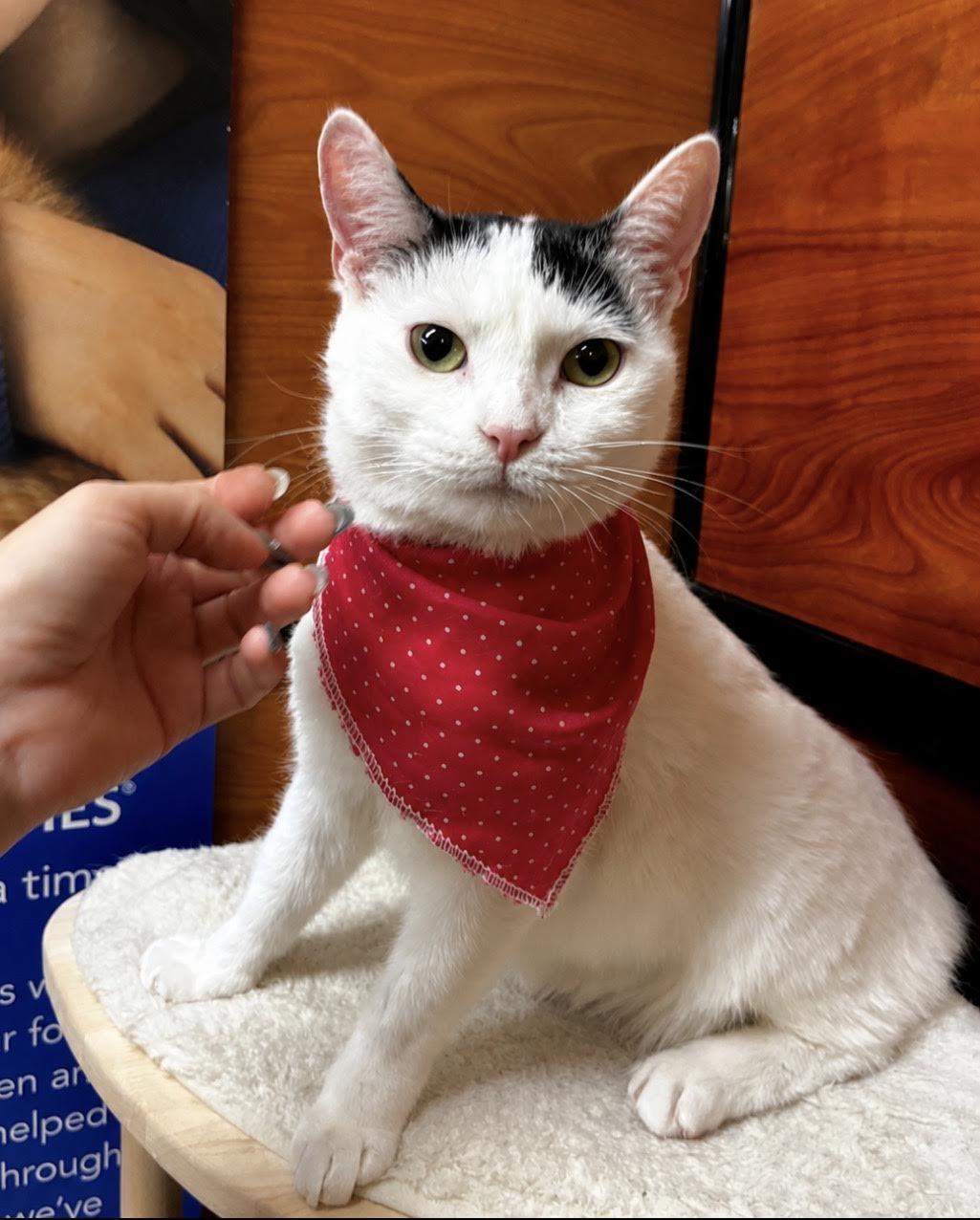 Tequila, Adoptable, Young Female Domestic Short Hair.