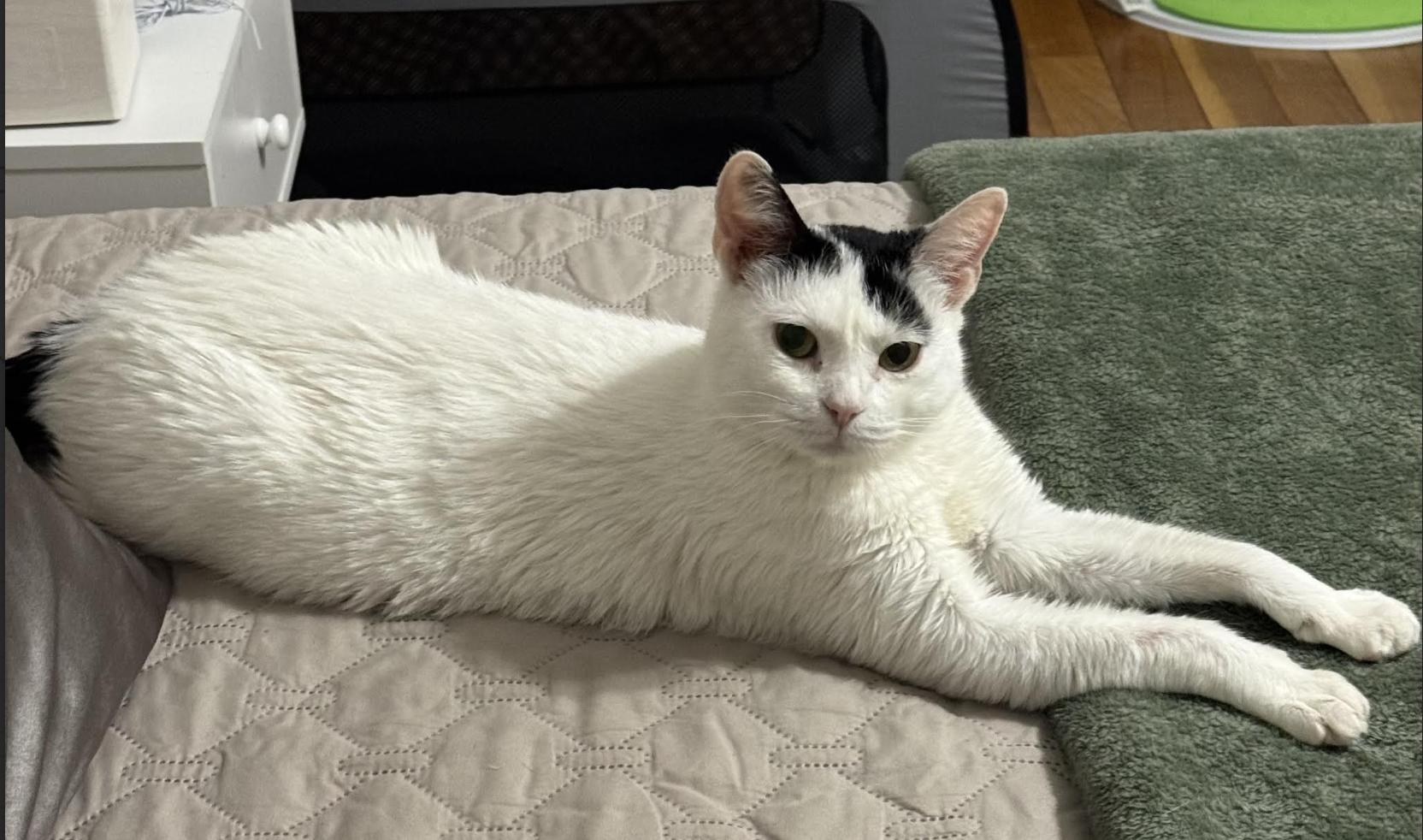 Tequila, a Adoptable Domestic Short Hair in Greenburgh, NY image 6/6