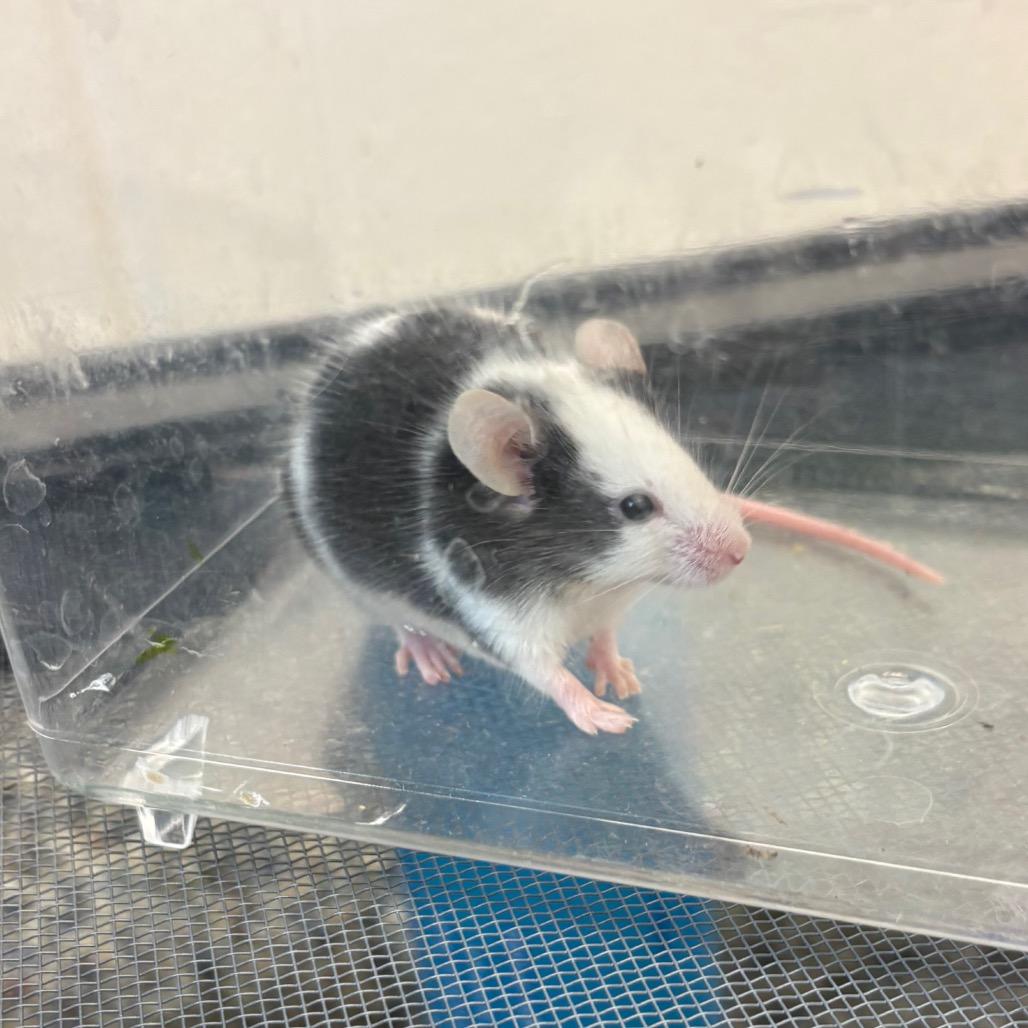 Sinclair, Adoptable, Baby Male Mouse.