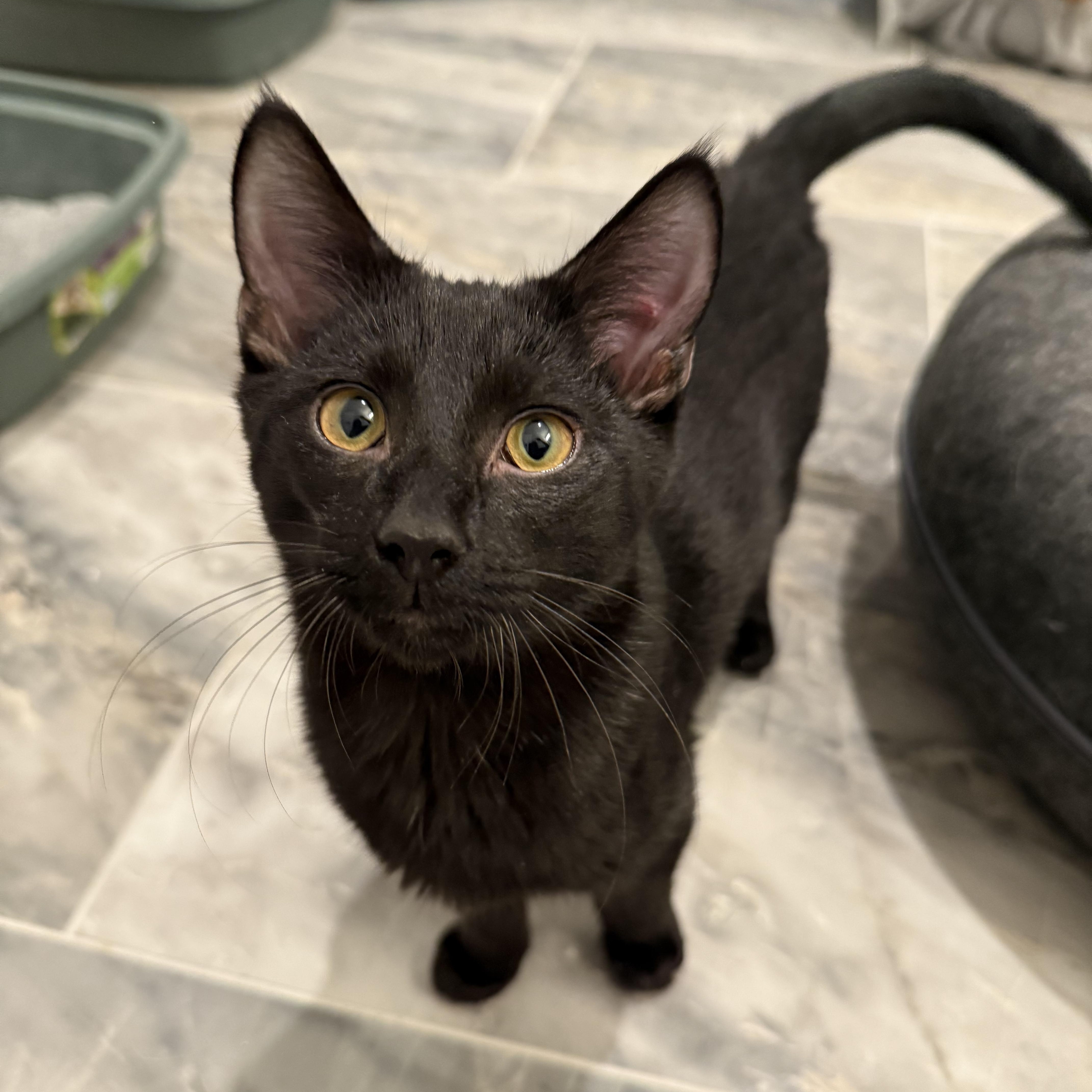 Enlarge Inky, a ADOPTABLE Domestic Short Hair in Hillsborough, NC image 1/2