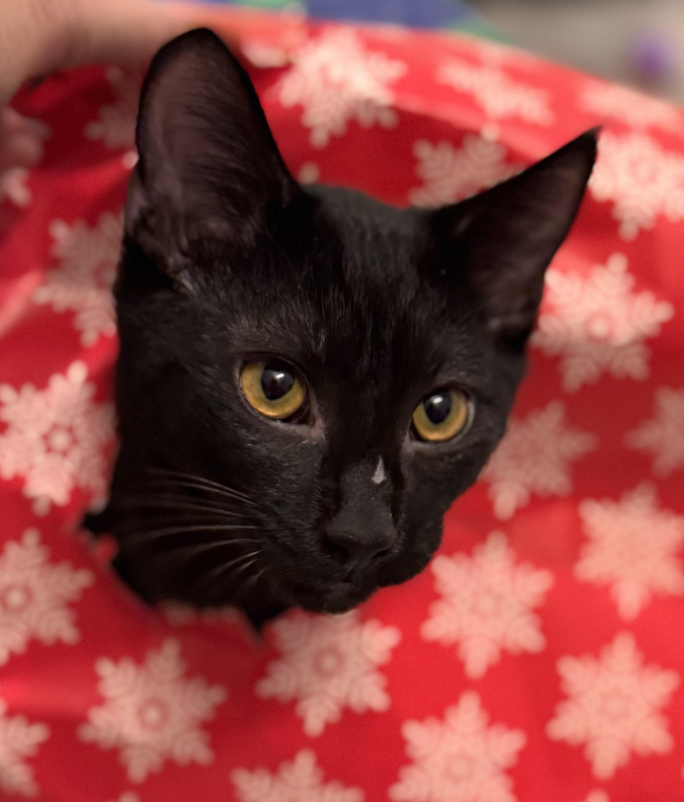 Enlarge Inky, a ADOPTABLE Domestic Short Hair in Hillsborough, NC image 2/2