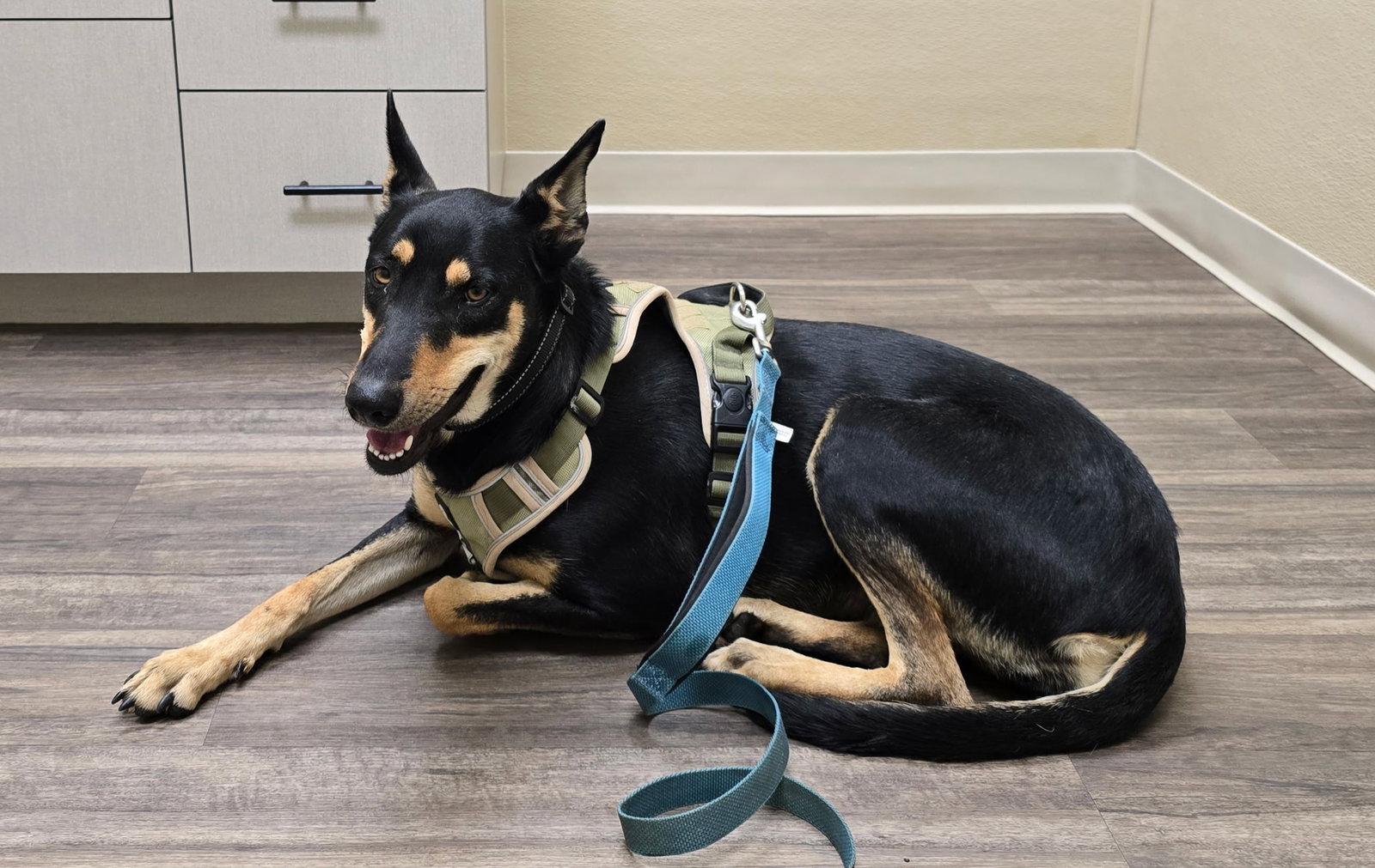 Enlarge Mimi, a Adoptable Doberman Pinscher in Minneapolis, MN image 1/3
