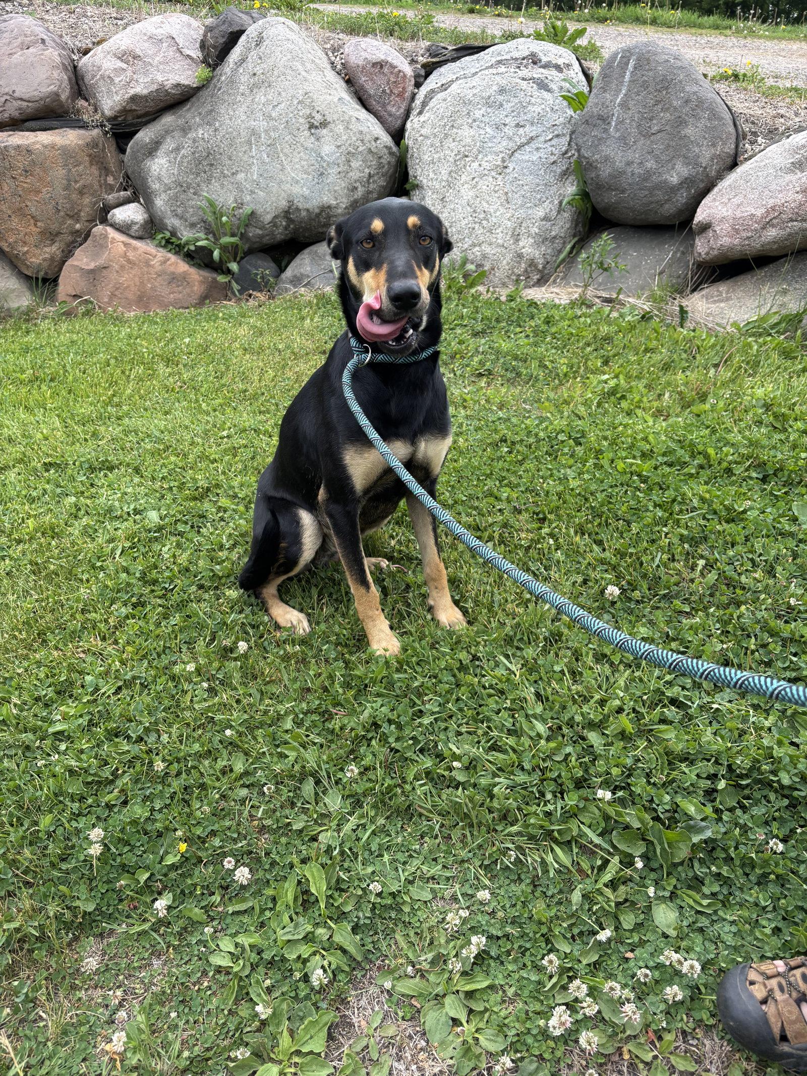 Enlarge Mimi, a Adoptable Doberman Pinscher in Minneapolis, MN image 2/3