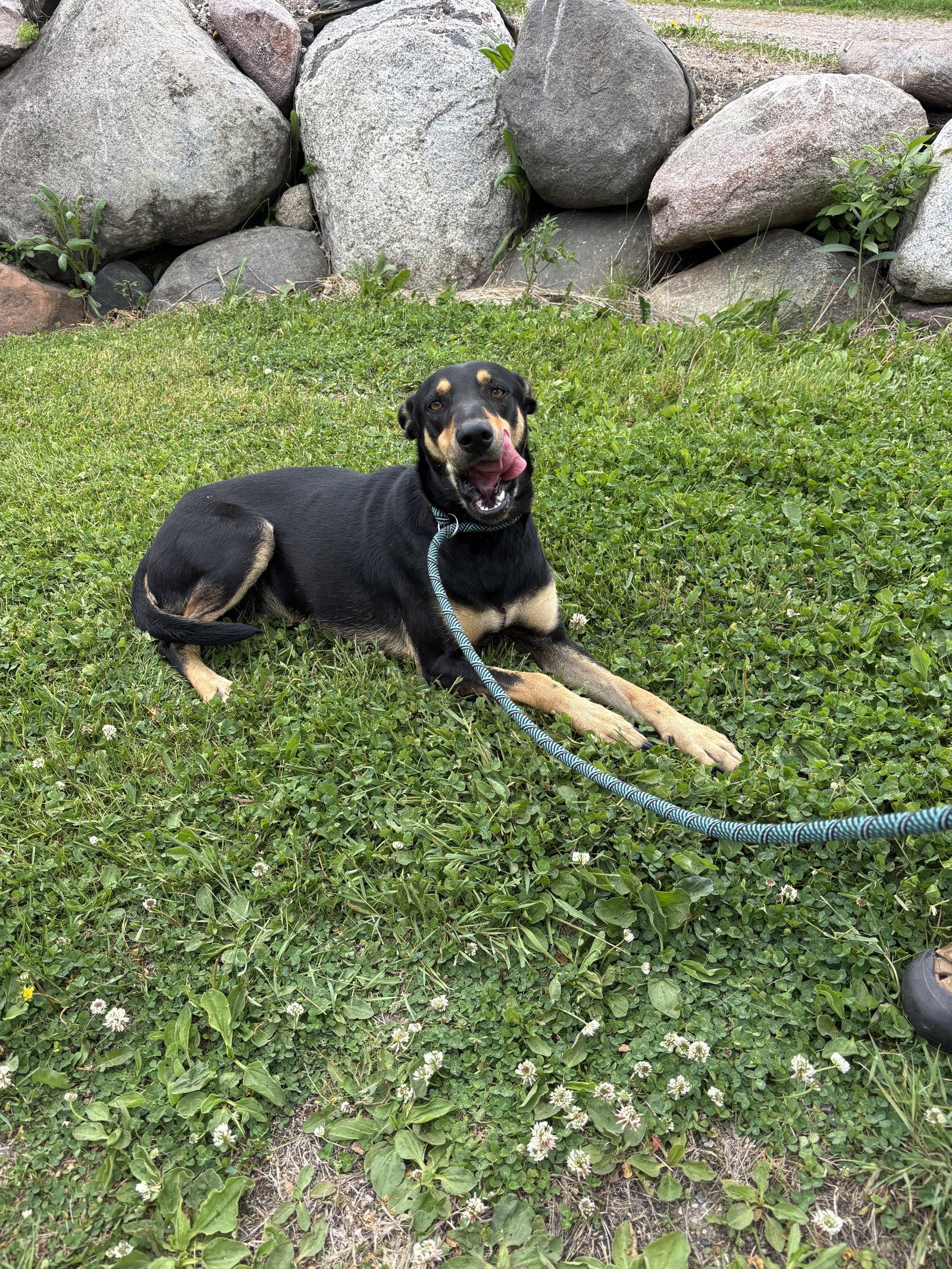 Enlarge Mimi, a Adoptable Doberman Pinscher in Minneapolis, MN image 3/3